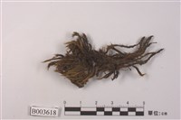 藏品(曲尾苔科)的圖片